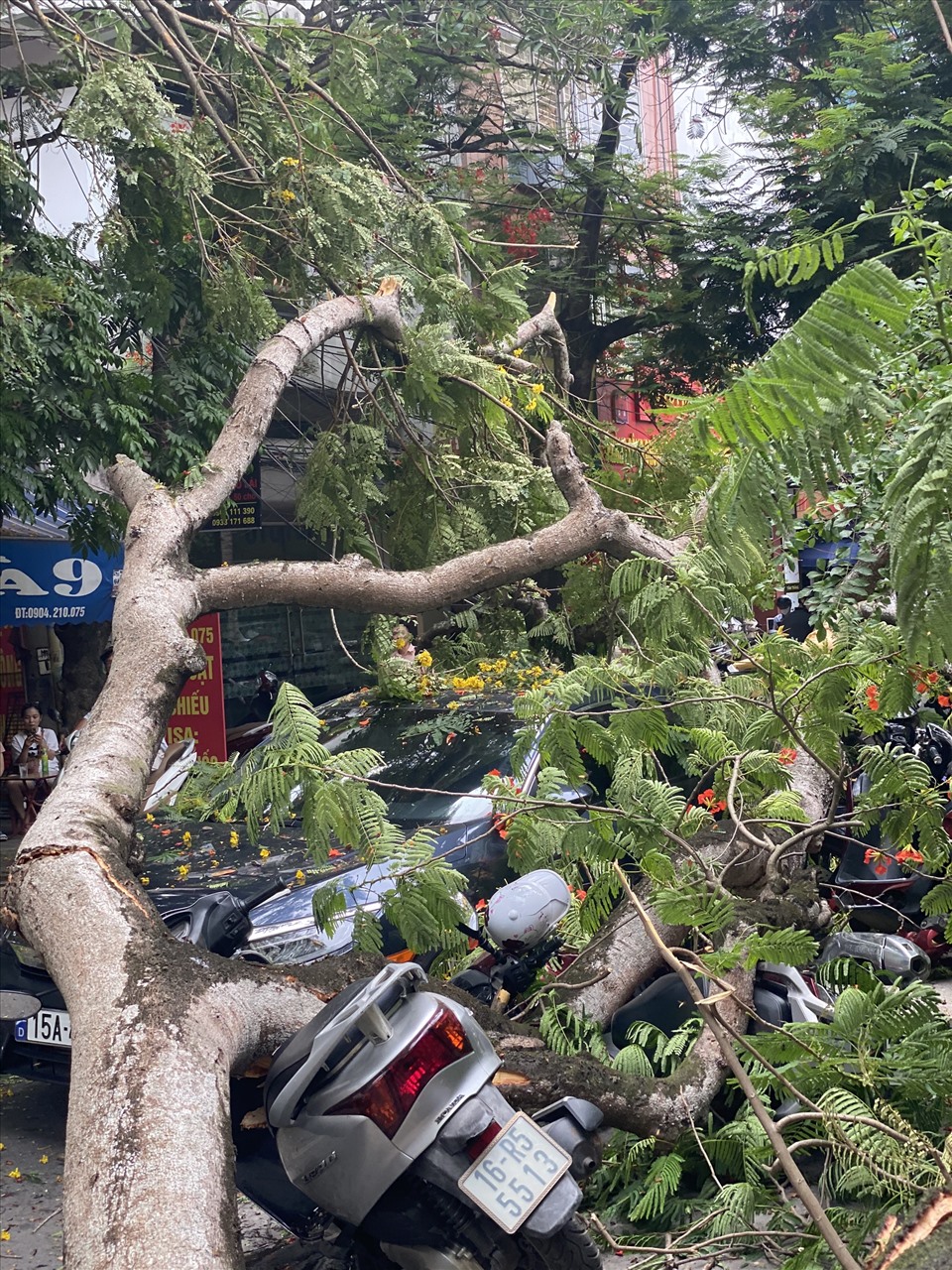 Nhiều xe máy bị đè bẹp bởi cành phượng lớn. Ảnh CTV