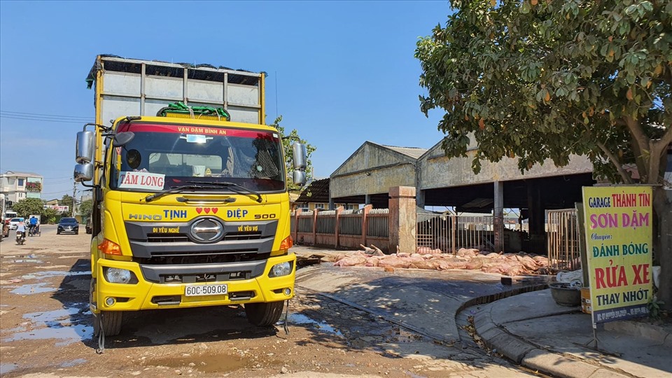 Xe tải chở lợn chết. Ảnh: Phúc Đạt.