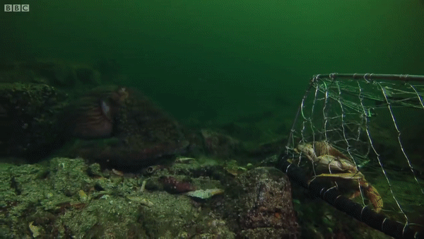Bạch tuộc là loài không xương sống thông minh nhất. Ảnh: BBC Earth