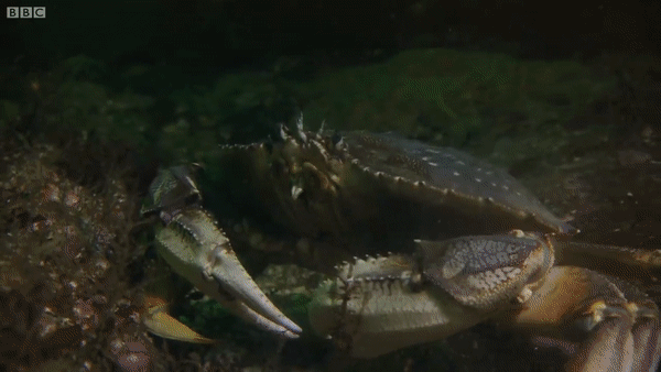 Chiếc lưới đánh bắt cua trên biển của một ngư dân. BBC Earth