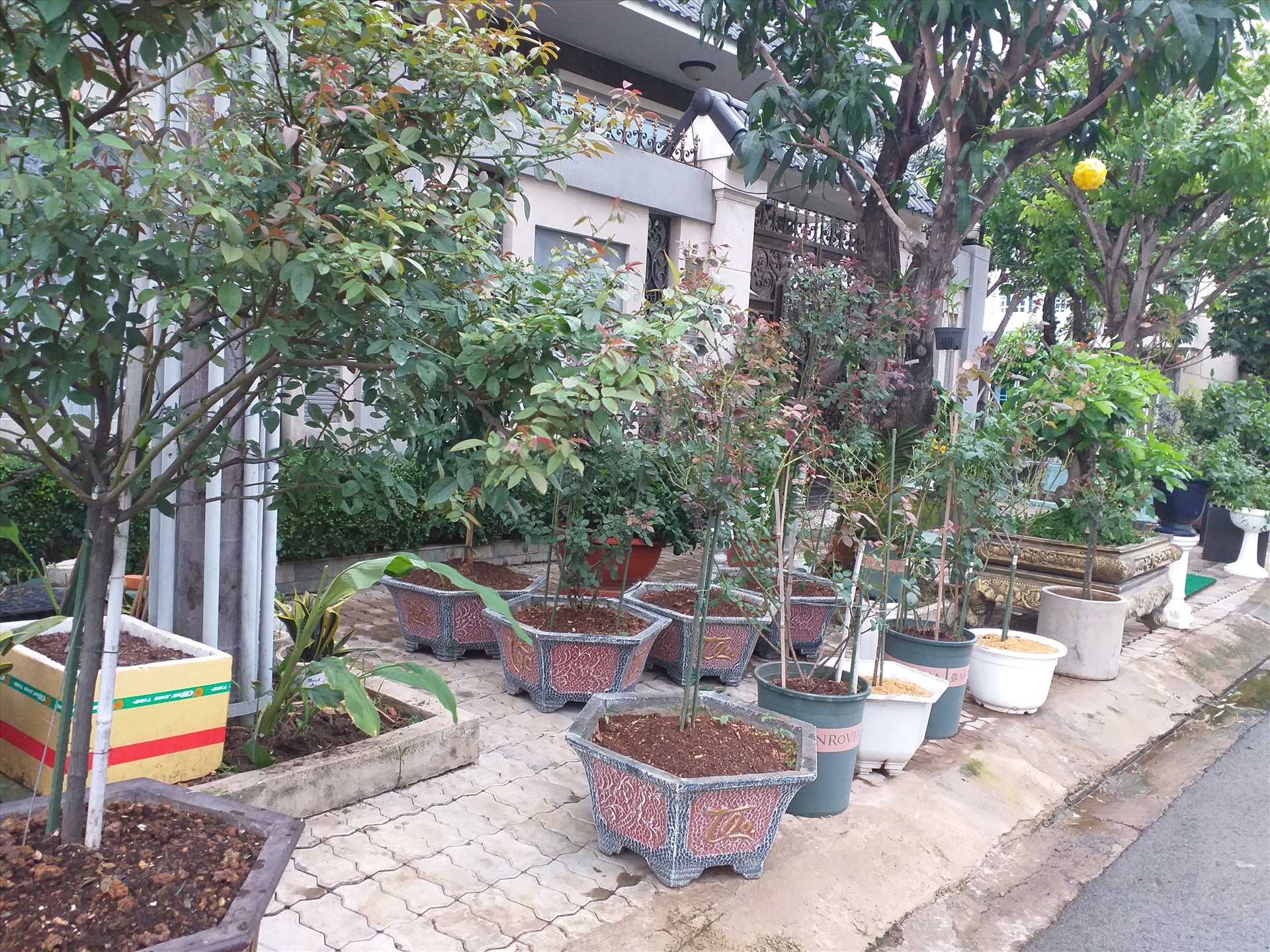 NHỮNG CHẬU HOA, CÂY CẢNH CỦA MỘT HỘ DÂN TRÊN ĐƯỜNG SỐ 36 CHIẾM CHỌN LUÔN PHẦN VỈA HÈ RỘNG RÃI.