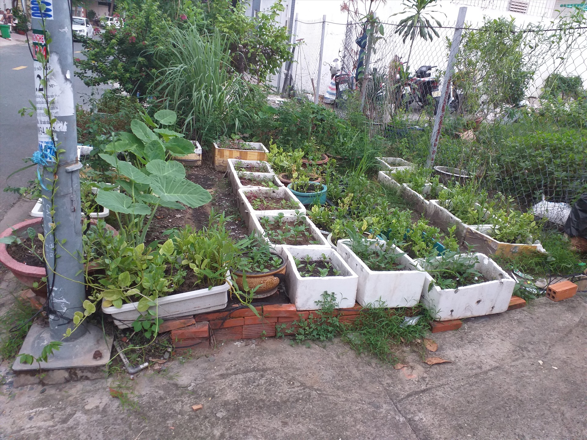 TRÊN ĐƯỜNG SỐ 28, MỘT HỘ DÂN CÒN BIẾN ĐOẠN VỈA HÈ KHÁ DÀI THÀNH VƯỜN RAU XANH PHỤC VỤ NHU CẦU SINH HOẠT CỦA GIA ĐÌNH MÌNH.