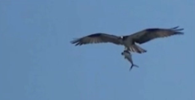 Cảnh tượng trong video thậm chí đã gây ra một cuộc tranh luận sôi nổi về việc con chim chính xác là loài chim gì và con cá có phải cá mập hay không. Daily Mail