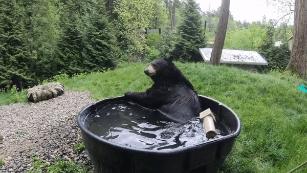 Chú Gấu Takoda sảng khoái tận hưởng thú vui mùa hè. Ảnh: Oregon Zoo
