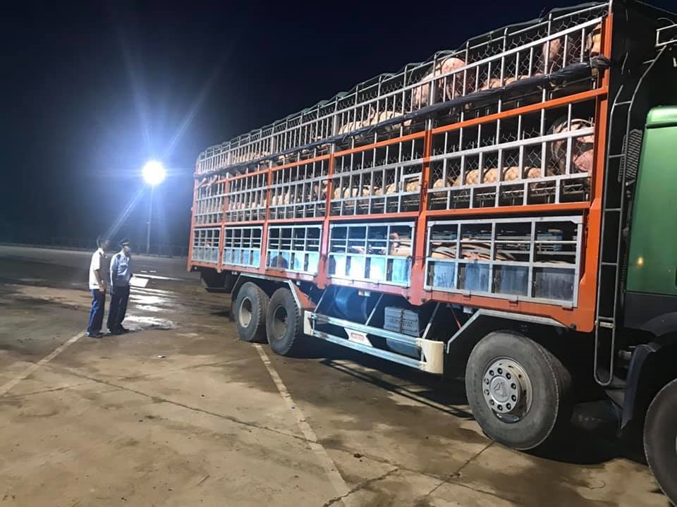 Lô hàng 500 con lợn thịt đầu tiên của Công ty Thành Đô làm thủ tục thông quan tại cửa khẩu Lao Bảo. Ảnh: Kim Thanh