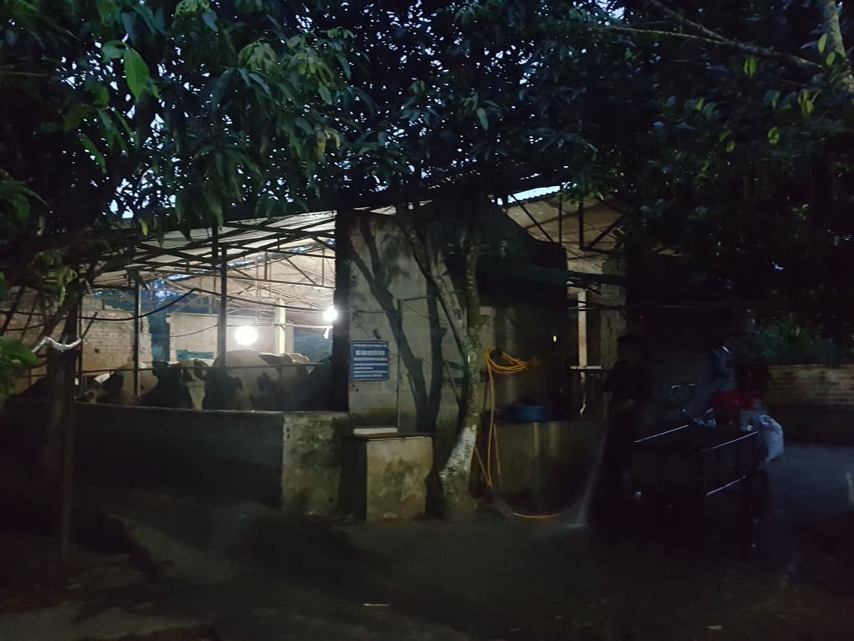 Khu chuồng trại chăn nuôi bò sữa của các nông hộ ở thôn Quýt rực sáng sáng ánh đèn. Ảnh: Lan Nhi