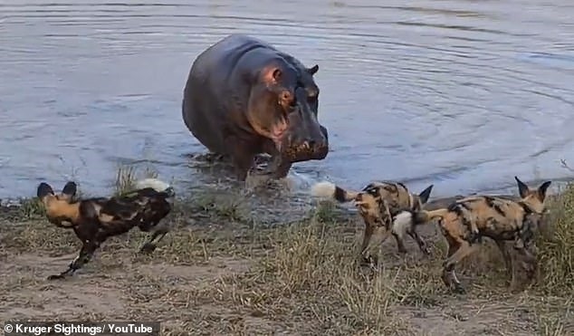 Hà mã lên bờ để xua đuổi đàn linh cẩu và chó hoang Châu Phi đang làm phiền đến nó. Ảnh: Daily Mail