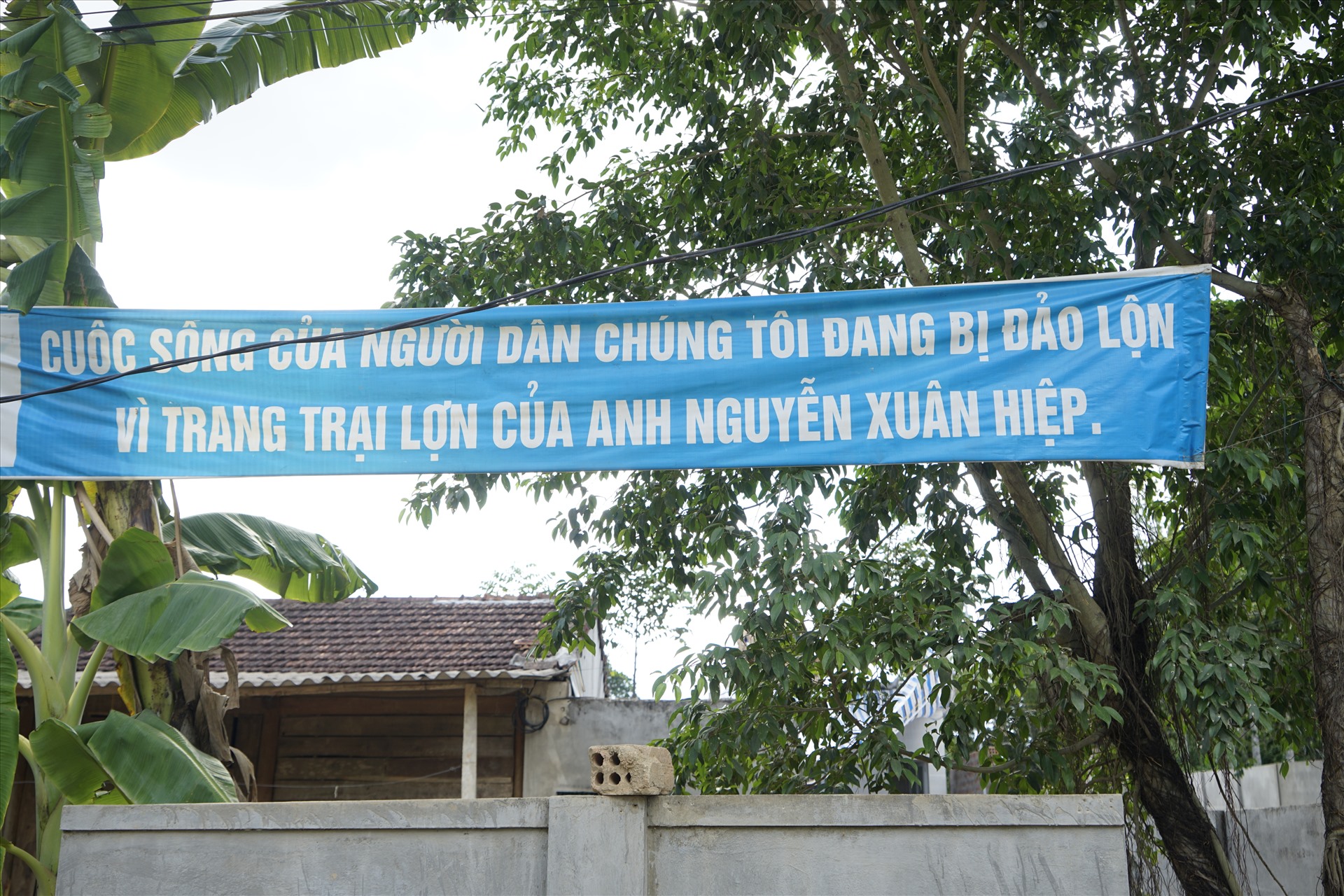 Dân treo băng rôn đề nghị xử lý trại lợn ông Hiệp gây ô nhiễm. Ảnh: QĐ