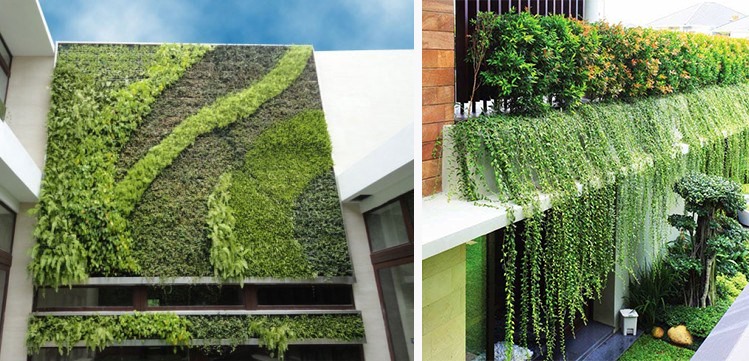 Việc trồng cây gì ở ban công nhiều nắng cũng cần chọn cây dựa vào đặc điểm sinh trưởng của chúng. Đồ họa: Khương Duy