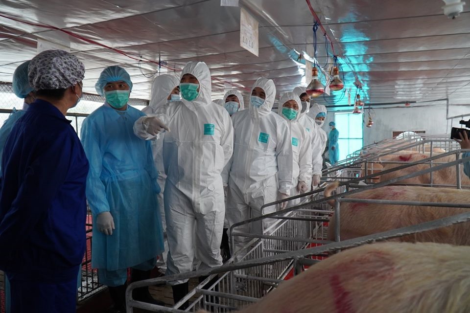 Chăn nuôi an toàn sinh học là xu hướng tất yếu trong thời gian tới. Ảnh: Văn Giang