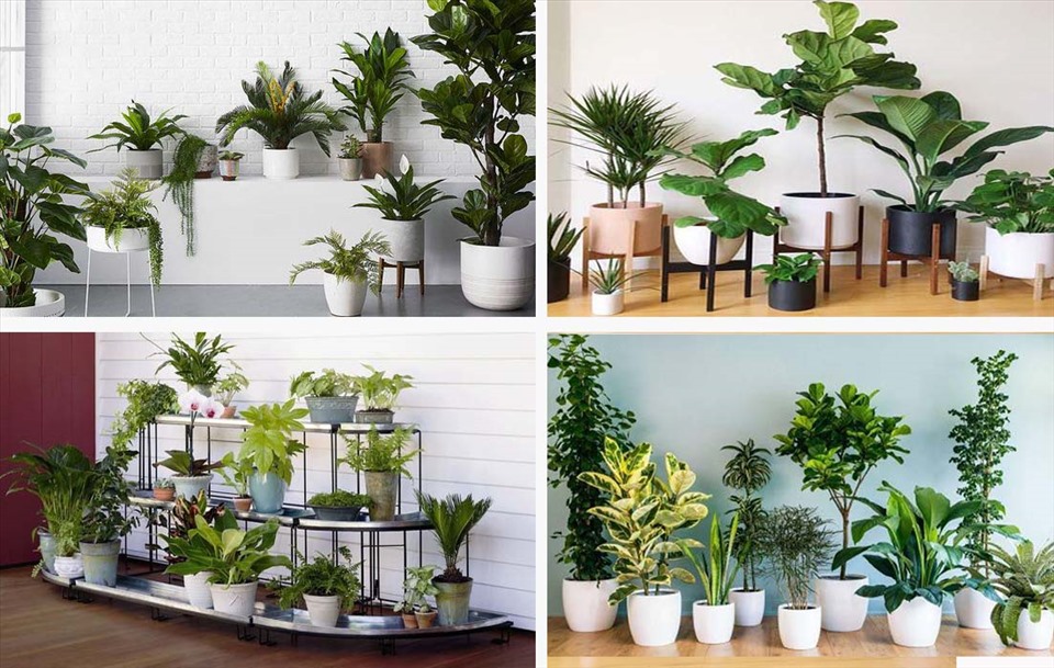 Gia chủ nên bố trí một số chậu cây xinh xắn trong nhà để tôn lên tính thẩm mỹ đồng thời khử mùi giúp không gian thoáng đãng, trong lành hơn.