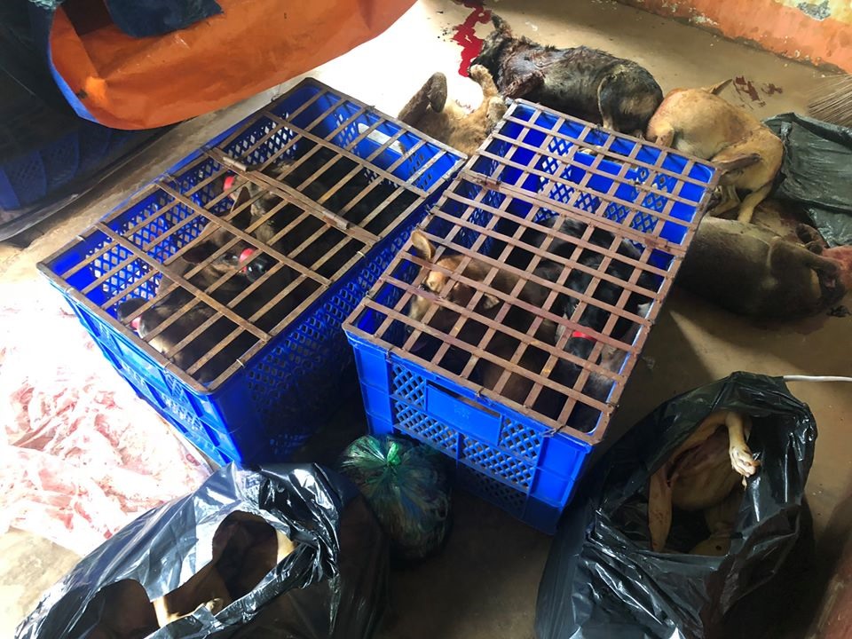 Số chó bị các đối tượng trên trộm cắp được lực lượng chức năng phát hiện. Ảnh T.X