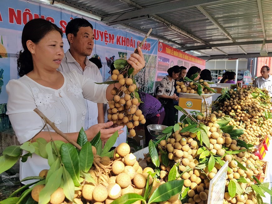 Quả nhãn lồng được người tiêu dùng trong nước và trên thế giới ưa chuộng. Ảnh: Vũ Long