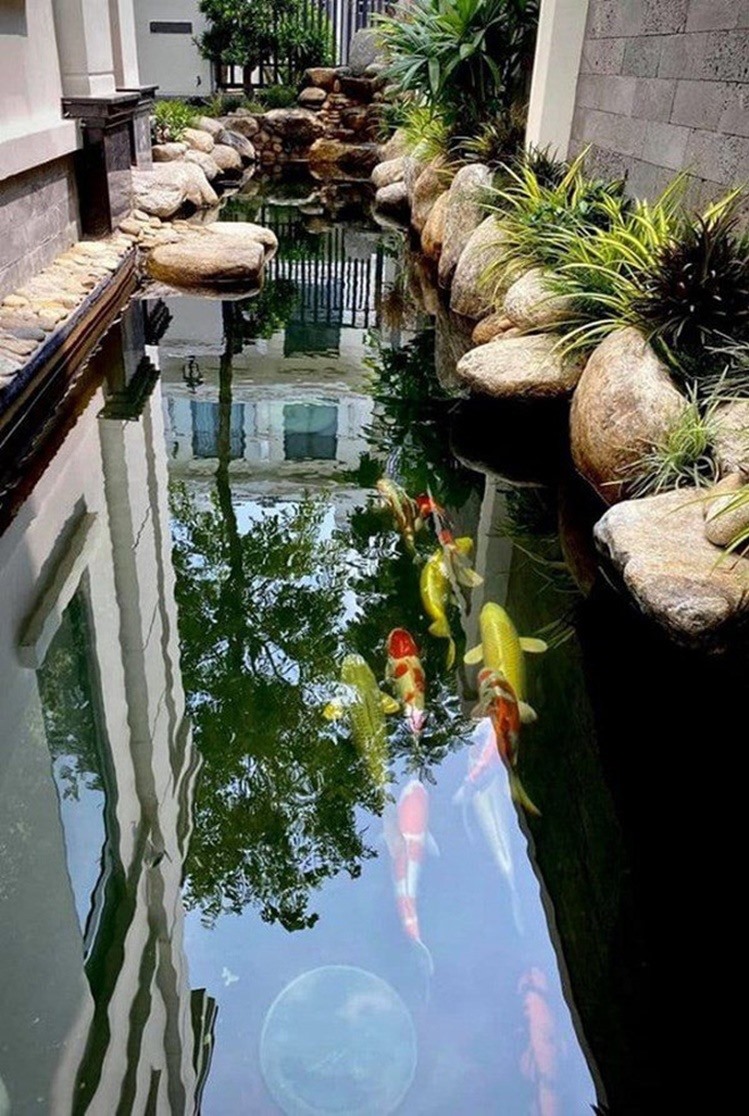 Hồ ca koi. Ảnh: NSCC