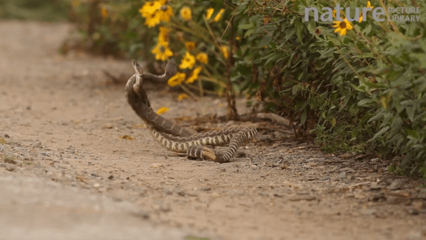 Màn kịch chiến giành bạn tình của 2 con rắn đuôi chuông đực. Ảnh: Nature Picture Library.