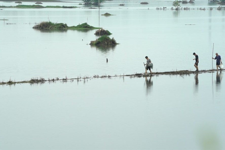 Cánh đồng ngập nước ở huyện Phù Nam, thành phố Phụ Dương, tỉnh An Huy, miền đông Trung Quốc. Ảnh: CGTN