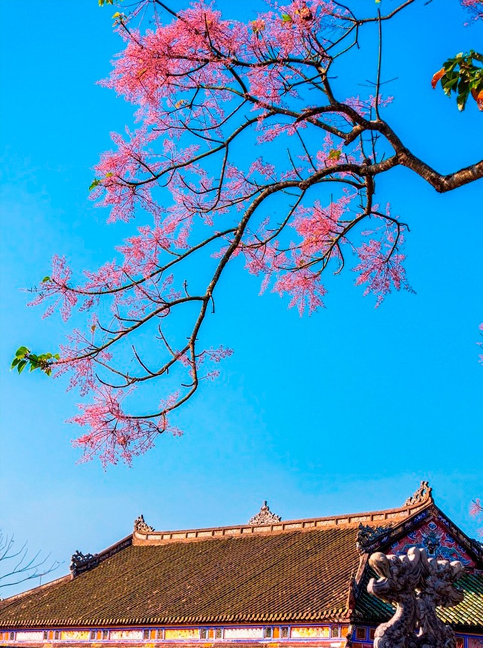 Cây ngô đồng nở hoa sau điện Thái Hòa. Ảnh: H.V.M