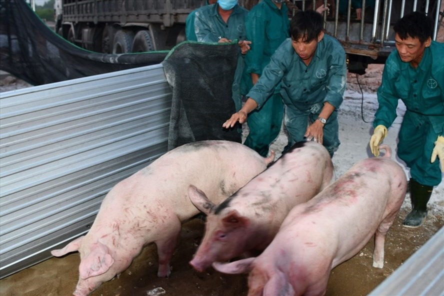 Theo nguồn tin từ các thương nhân, ngày 17.8, giá lợn giảm mạnh nhất tại Phú Thọ, Yên Bái, Lào Cai (giảm 4.000 đồng/kg) đưa giá lợn hơi tại các tỉnh này về mức 80.000-82.000 đồng/kg. Ảnh: Văn Giang