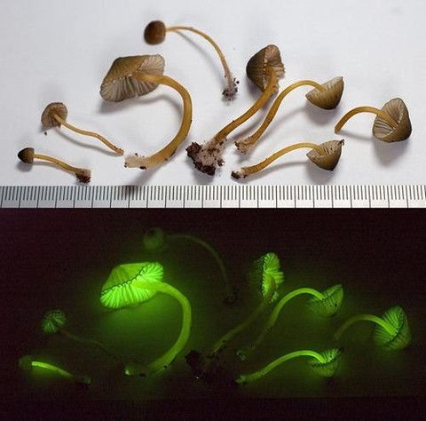 Hình ảnh cây nấm Mycena luxaeterna. Ảnh: Pinterest