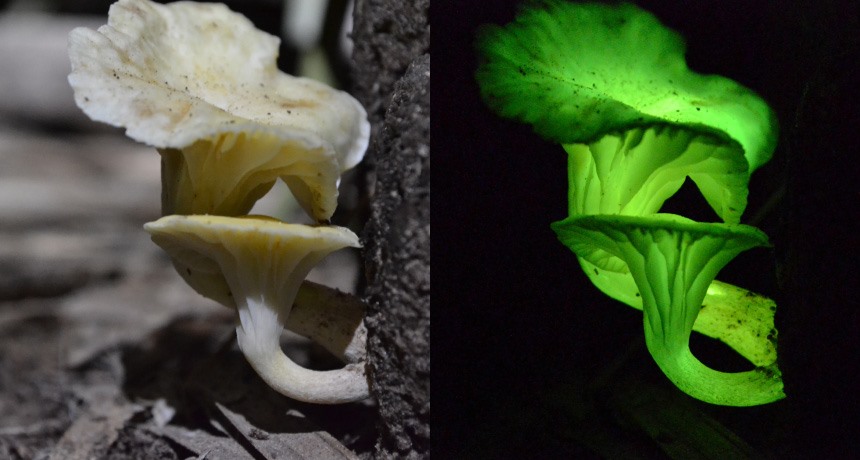 Hình ảnh cây nấm Neonothopanus gardenneri. Ảnh: Science News
