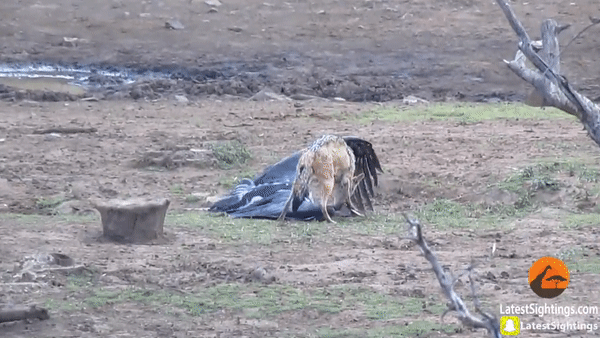 Chó rừng Châu Phi vẫy đuôi vui mừng sau màn kết liễu con mồi một cách dễ dàng. Ảnh: Kruger Sightings