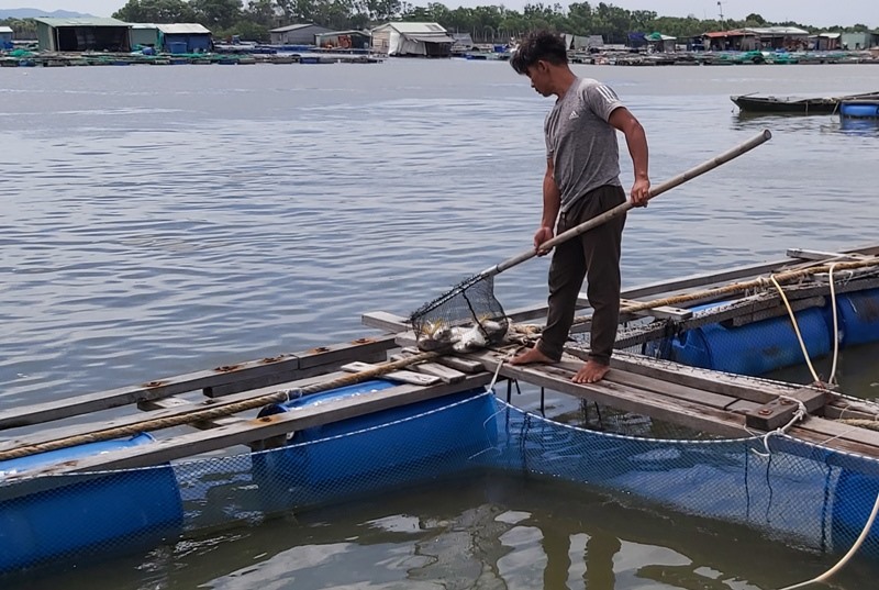 Cá chết không bán được, buộc lòng người dân phải vớt đưa vào bờ chôn lấp. Ảnh: Nguyên Dũng