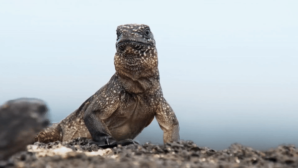 Cự đà biển chỉ sống ở khu vực quần đảo Galapagos. Ảnh: BBC Earth