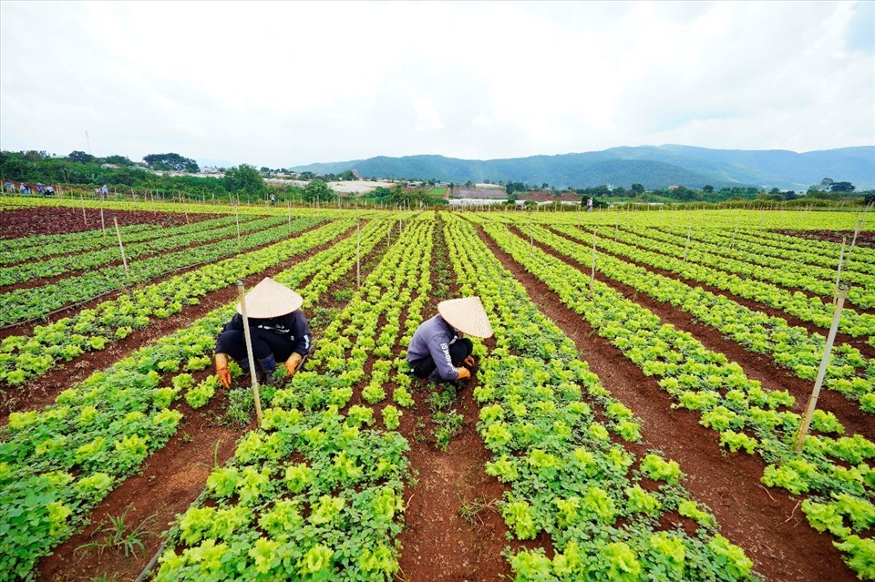 Các hộ nông dân hợp tác với MM có đầu ra sản phẩm và thu nhập ổn định