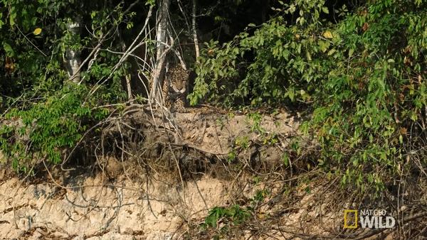 Cuộc chiến sinh tử giữa hai kẻ săn mồi khét tiếng chuẩn bị bắt đầu. Ảnh: National Geographic