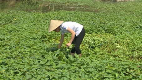 Phương Anh thường dành thời gian trồng rau để bán.