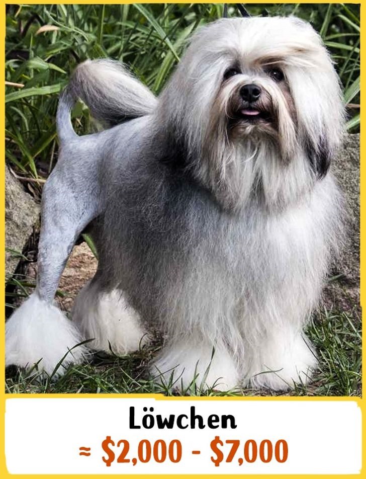 2. Chó Löwchen: Giá từ 58-162 triệu đồng. Đây là giống chó cảnh có nguồn gốc từ Pháp. Năm 1960, chúng được ghi vào sách kỷ lục Guinness với tư cách là giống chó quý hiếm nhất trên thế giới. Kể từ thời điểm đó, các nhà lai tạo chó bắt đầu thử và tăng số lượng của chúng, điều này đã giúp Löwchen trở thành một giống chó rất nổi tiếng ngày nay. Chúng thông minh, can đảm và rất tận tụy.