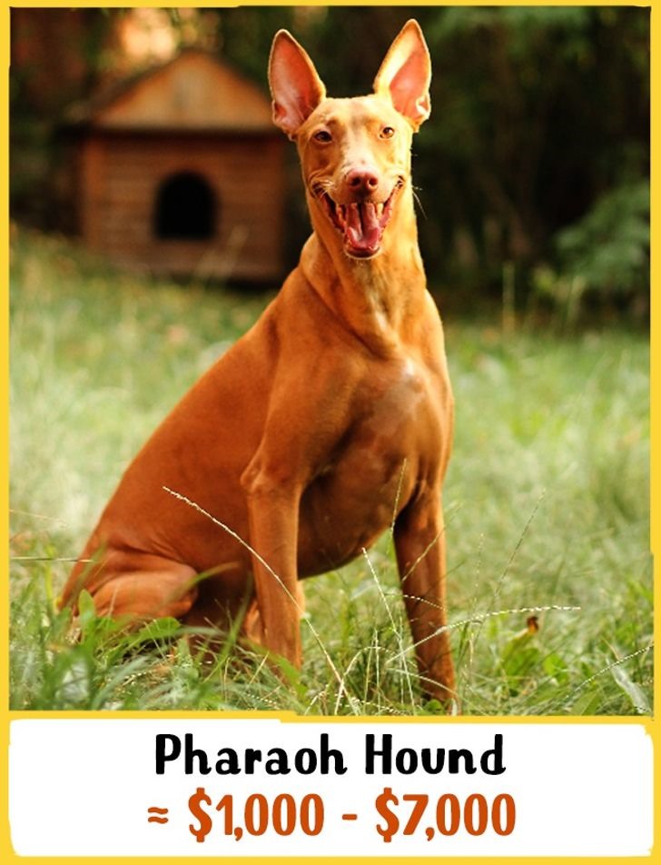 3. Chó săn Pharaoh: Giá từ 1000 - 7000USD (23 - 162 triệu đồng) Đây là một giống chó săn vô cùng cổ xưa, có lịch sử cách đây 5000 năm. Hình ảnh của chúng có thể được nhìn thấy trong các ngôi mộ Ai Cập cổ đại. Chó săn Pharaoh là loài động vật thông minh, vui tươi, thân thiện và giàu tình cảm, mặc dù chúng cũng có thể hơi kiêu ngạo.
