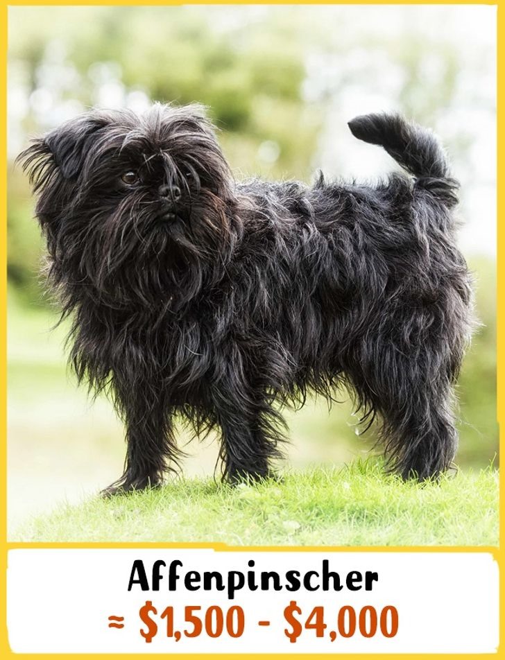 4. Chó khỉ Affenpinscher: Giá từ 1500-4000 USD (35 - 93 triệu đồng) Đây là một giống chó nhỏ cổ xưa được nuôi ở Đức từ đầu thế kỷ 17. Ban đầu chúng được dùng để bắt chuột. Affenpinschers là những con chó bảo vệ tuyệt vời, có thể báo cho mọi người biết nguy hiểm bằng tiếng sủa rất lớn của chúng. Chúng có một phong thái hơi khiêu khích, tràn đầy năng lượng và hết lòng vì chủ nhân.