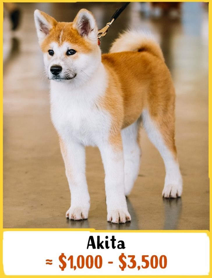7. Chó Akita: Giá từ 1000 - 3000 USD (23 - 70 triệu đồng) Giốg chó này xuất hiện phía bắc Nhật Bản. Akitas có tính cách đặc trưng là rất kiềm chế, thông minh, can đảm và rất tận tâm với chủ nhân của chúng. Chúng là những chú chó bảo vệ tuyệt vời và dễ dàng được huấn luyện.