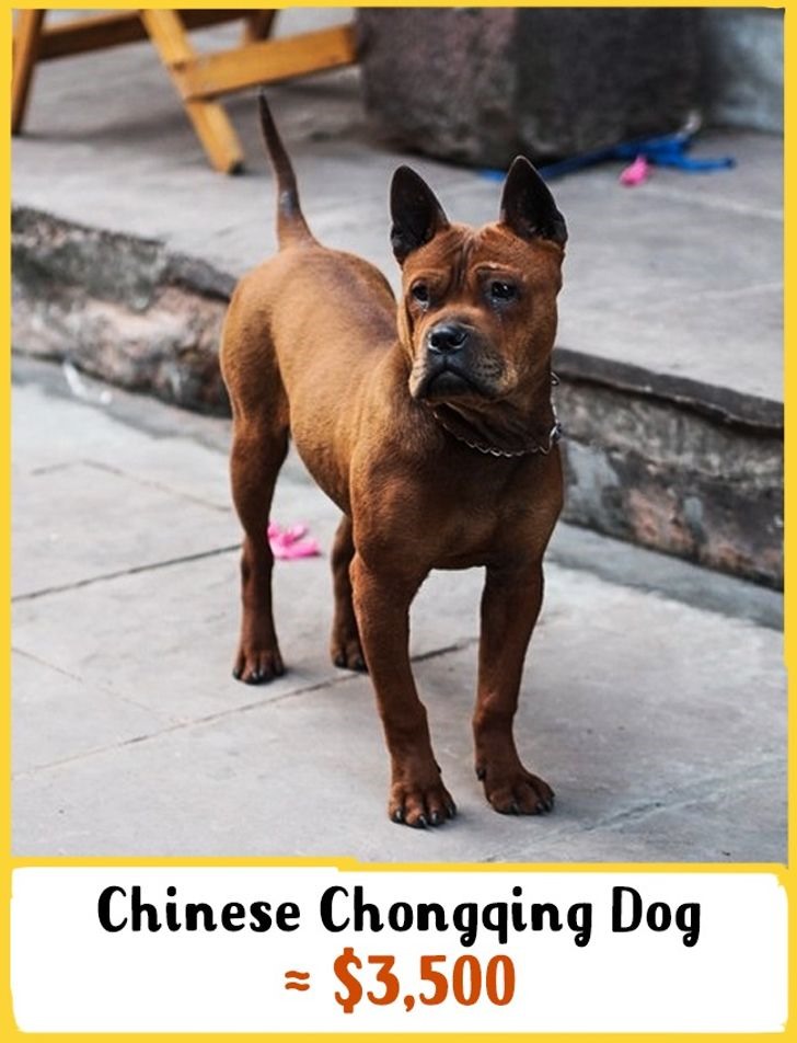 8. Chó Trùng Khánh: Giá 3500 USD (khoảng 81 triệu đồng) Đây là một giống chó cực kỳ quý hiếm. Ngày nay, chỉ có khoảng 2.000 con ở Trung Quốc. Chúng là loài động vật rất thân thiện với trẻ em. Một trong những lợi ích của việc sở hữu một con chó Trùng Khánh là tuổi thọ của chúng rất cao.