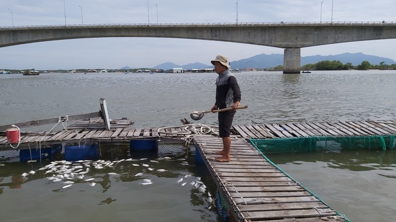 Kết quả xét nghiệm cho thấy cá sông Chà Và chết là vì thiếu oxy và nhiễm trùng quả dưa. Ảnh: Nguyên Dũng