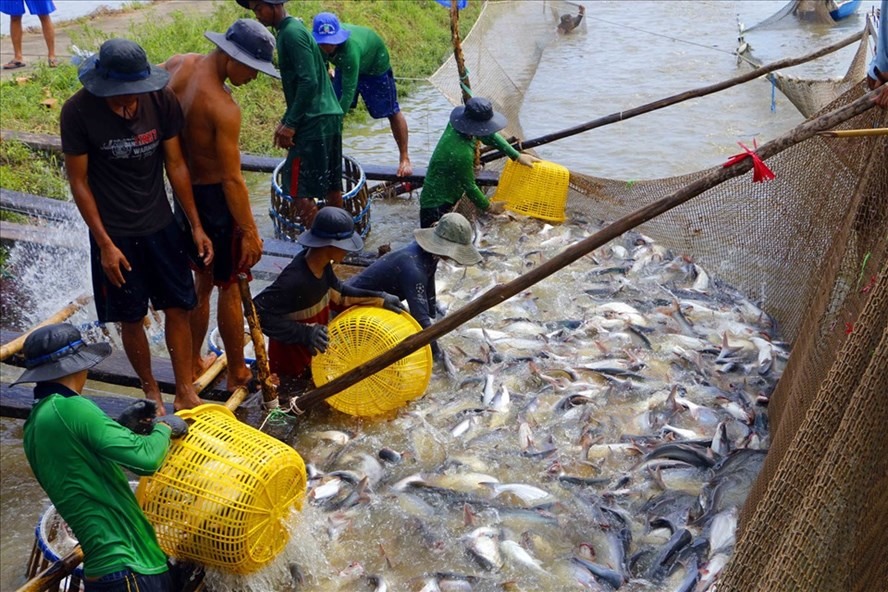 Những ngày qua, ngành hàng cá tra ở ĐBSCL tiếp tục rơi vào cảnh bi đát, giá giảm sâu, khiến người nuôi lỗ nặng. Ảnh: TR.L