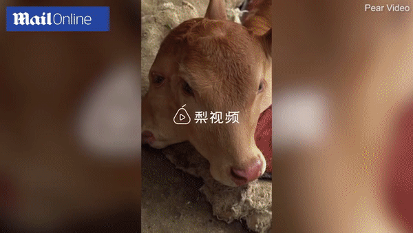 Con bê hai đầu kì dị được sinh ra tại một ngôi làng ở huyện Đức Giang, tỉnh Quý Châu, Trung Quốc. Ảnh: Daily Mail