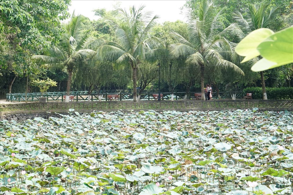 Ngan ngát hương sen quê Bác. Ảnh: Q. Đại
