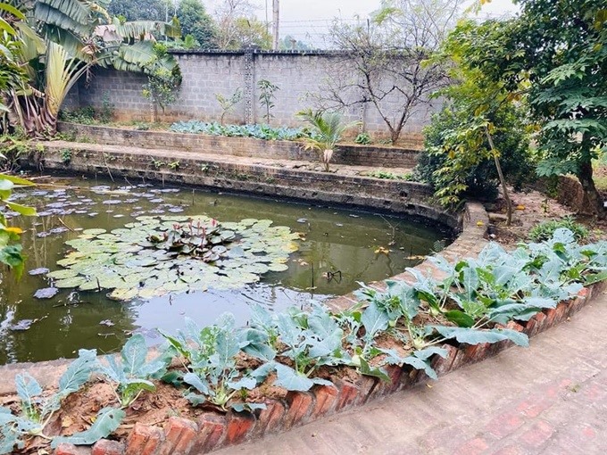 Ao trồng hoa súng. Ảnh: NSCC