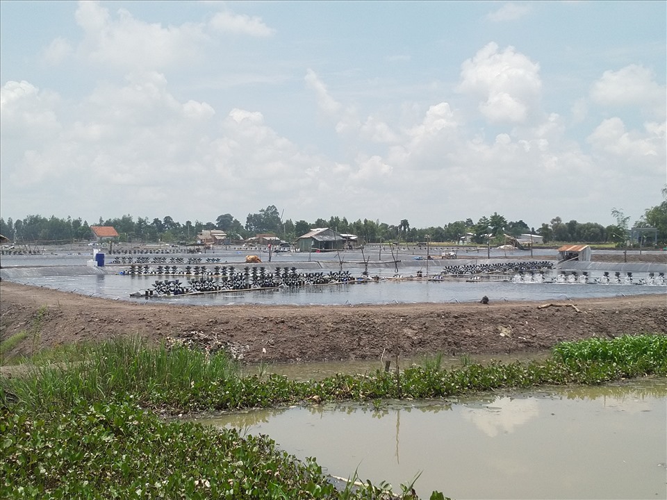 Hàng trăm hộ dân chuyển đất lúa sang nuôi tôm bất chấp lệnh cấm của chính quyền. Ảnh: K.Q