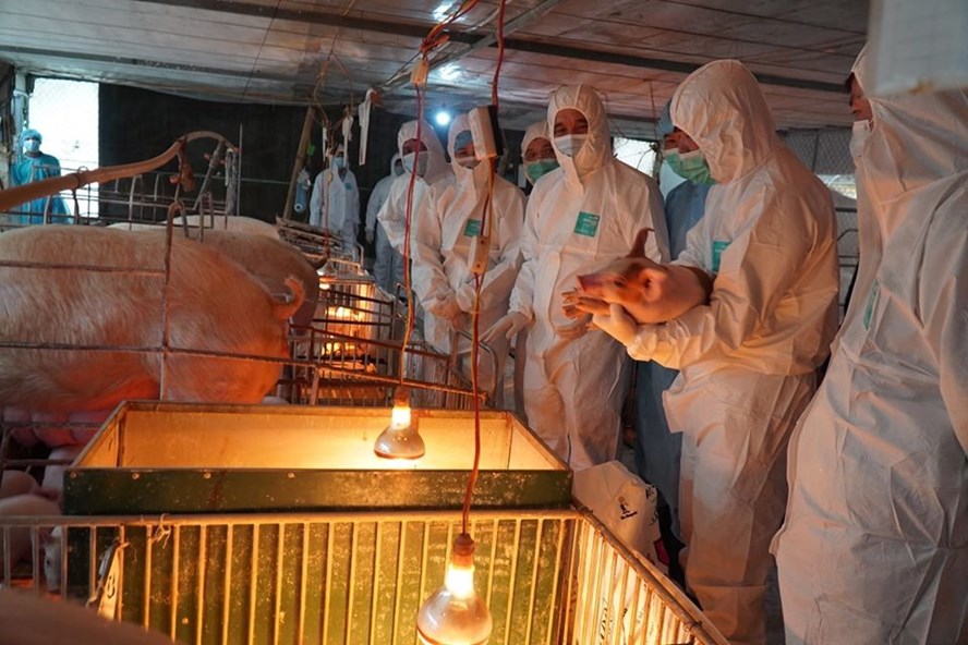 Giá lợn hơi ngày 26.8 giảm nhờ việc tái đàn đang được cải thiện, đặc biệt là tại các hộ chăn nuôi an toàn sinh học. Ảnh: Giang Nguyễn