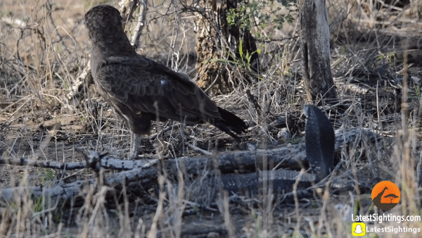 Đại bàng nâu chấp nhận bỏ cuộc. Ảnh: Kruger Sightings