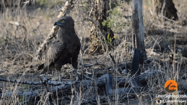 Cuộc chiến giữa đại bàng săn rắn nâu và rắn hổ mang. Ảnh: Kruger Sightings