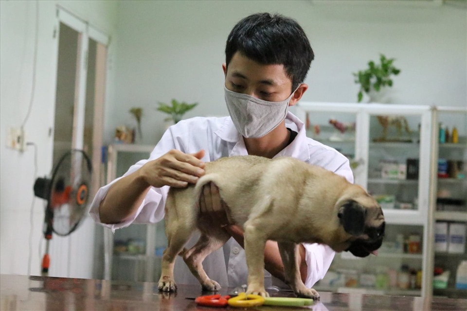 Phòng khám duy trì hoạt động từ năm 2012 với mục đích chủ yếu là cứu hộ, chữa bệnh, châm cứu cho thú cưng kém may mắn.