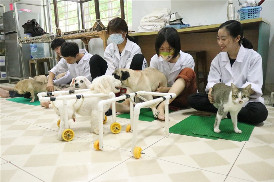 Phòng khám của bà Vân là không gian thực hành quen thuộc của nhiều sinh viên Khoa Thú y đến học hỏi và thực hành nghiệp vụ.