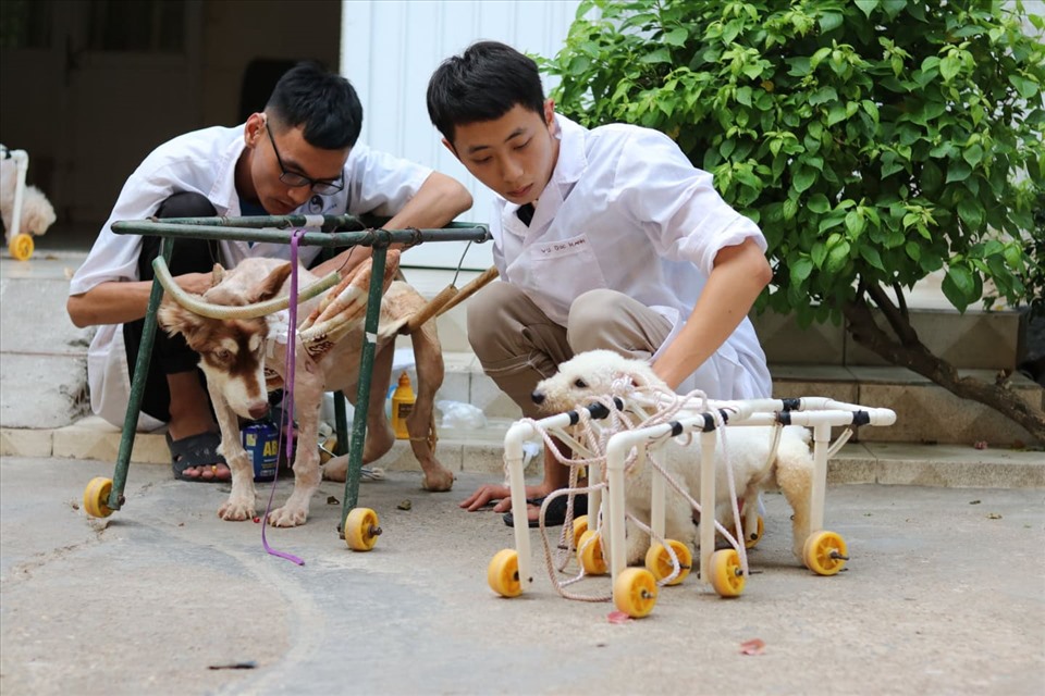 Nhiều thú cưng bị liệt chân được trung tâm chữa trị, cho tập đi trên xe lăn.