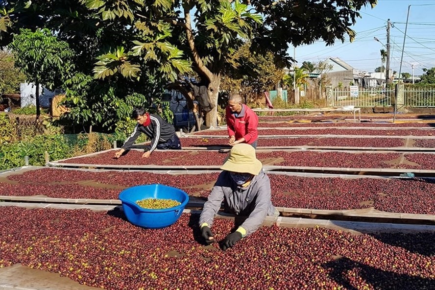 EVFTA tạo cơ hội cạnh tranh cho các mặt hàng nông, lâm sản khi xuất khẩu sang EU. Ảnh: Vũ Long