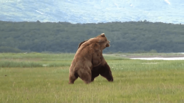 Màn đấu võ ''đỉnh cao'' của hai gã khổng lồ gấu nâu Alaska. Ảnh: Alaskabears&wolves