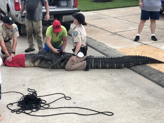 Con cá sấu khổng lồ dài 3,6 m và nặng tới 270 kg. Ảnh: CNN